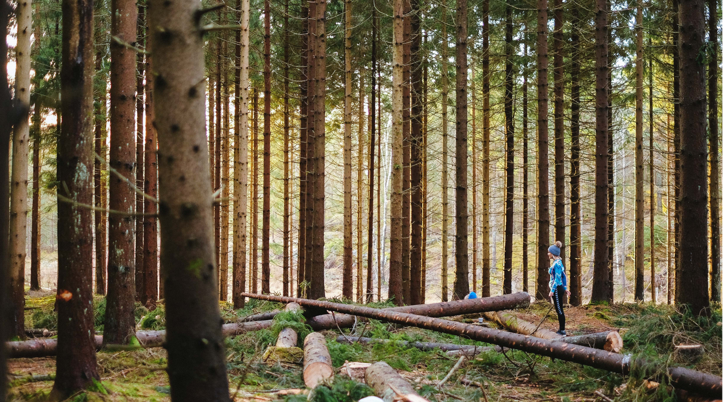 Dame i skog full av trær CX-prosess